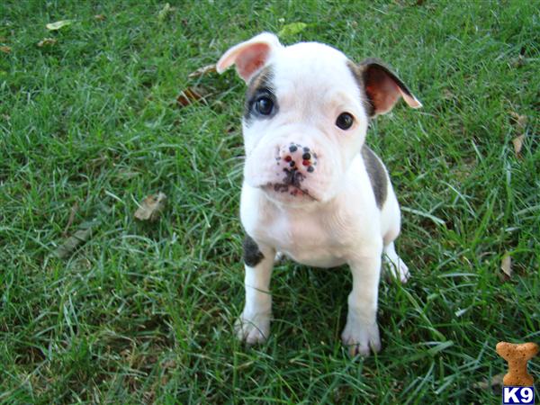 American Bulldog Puppies